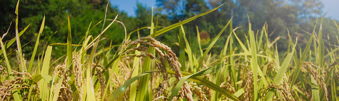 Saranghae rice instead of a wreath image